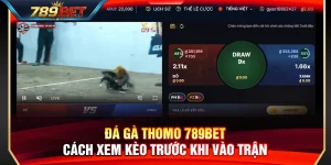 Đá Gà Thomo 789BET – Cách Xem Kèo Trước Khi Vào Trận