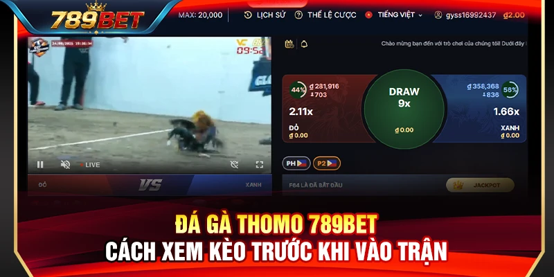 Đá Gà Thomo 789BET – Cách Xem Kèo Trước Khi Vào Trận 1 Đá Gà Thomo 789BET – Cách Xem Kèo Trước Khi Vào Trận