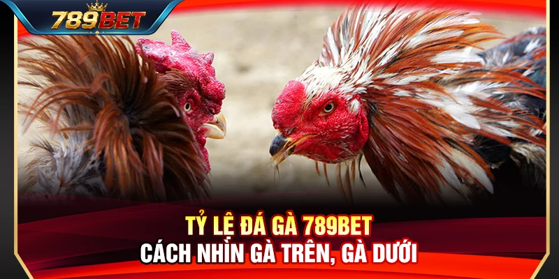 Tỷ Lệ Đá Gà 789BET – Cách Nhìn Gà Trên, Gà Dưới 1 Tỷ Lệ Đá Gà 789BET – Cách Nhìn Gà Trên, Gà Dưới