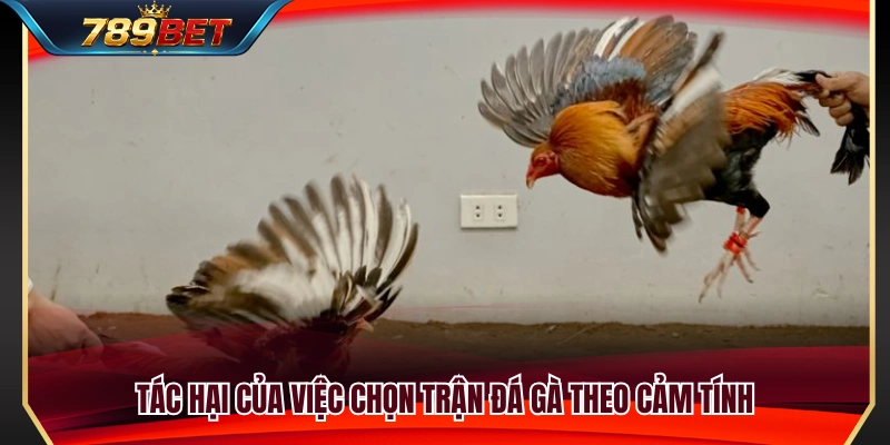 Hệ quả của việc đánh giá trận đá gà thiếu cơ sở 