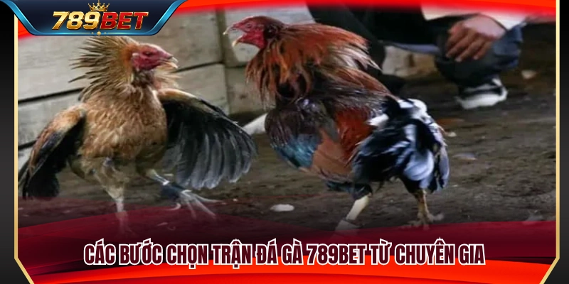 Quy trình đánh giá và lựa chọn trận đá gà 789BET bài bản 