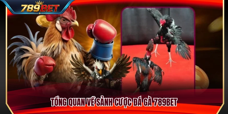 Đá Gà 789BET 1 Giới thiệu các điểm nổi bật của sảnh cược đá gà 789BET