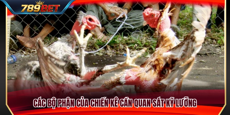 Đá Gà Cựa Sắt 789BET – Những Điểm Nên Quan Sát Trước Trận 3 Những đặc điểm ngoại hình của chiến kê cần theo dõi