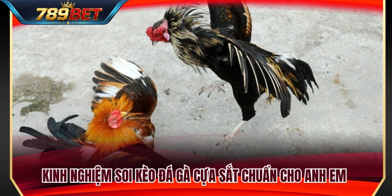 Đá Gà Cựa Sắt 789BET – Những Điểm Nên Quan Sát Trước Trận 4 Kinh nghiệm soi tỷ lệ cược đá gà cựa sắt hiệu quả
