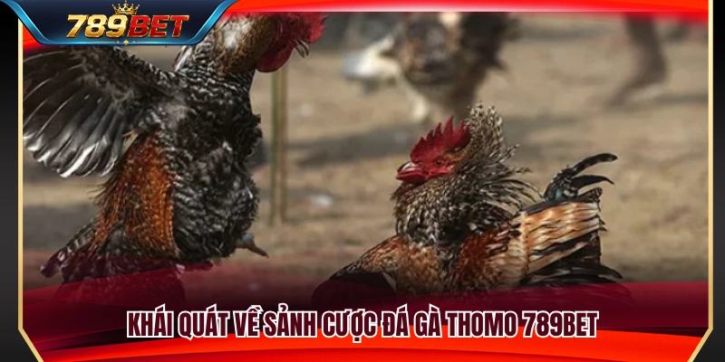 Đá Gà Thomo 789BET – Cách Xem Kèo Trước Khi Vào Trận 2 Những nét nổi bật của sảnh đá gà Thomo 789BET