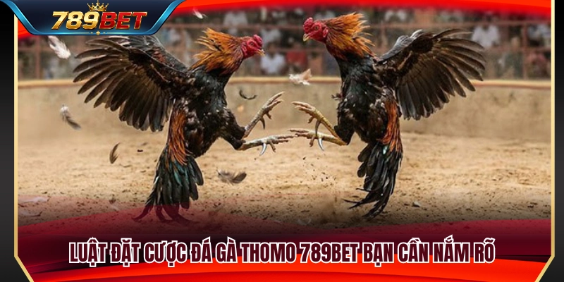 Đá Gà Thomo 789BET – Cách Xem Kèo Trước Khi Vào Trận 3 Tìm hiểu luật cược đá gà Thomo dành cho người mới