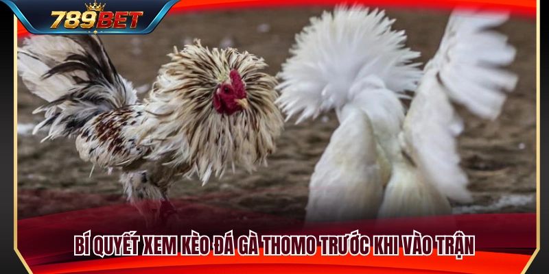 Đá Gà Thomo 789BET – Cách Xem Kèo Trước Khi Vào Trận 4 Kinh nghiệm quan sát và đánh giá kèo đá gà Thomo