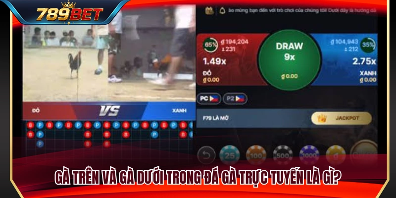Tỷ Lệ Đá Gà 789BET – Cách Nhìn Gà Trên, Gà Dưới 3 Giải thích khái niệm gà trên và gà dưới trong đá gà